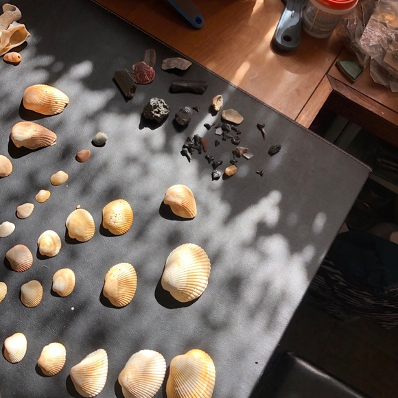 Other Seashells Jacksonville Beach Poshmark